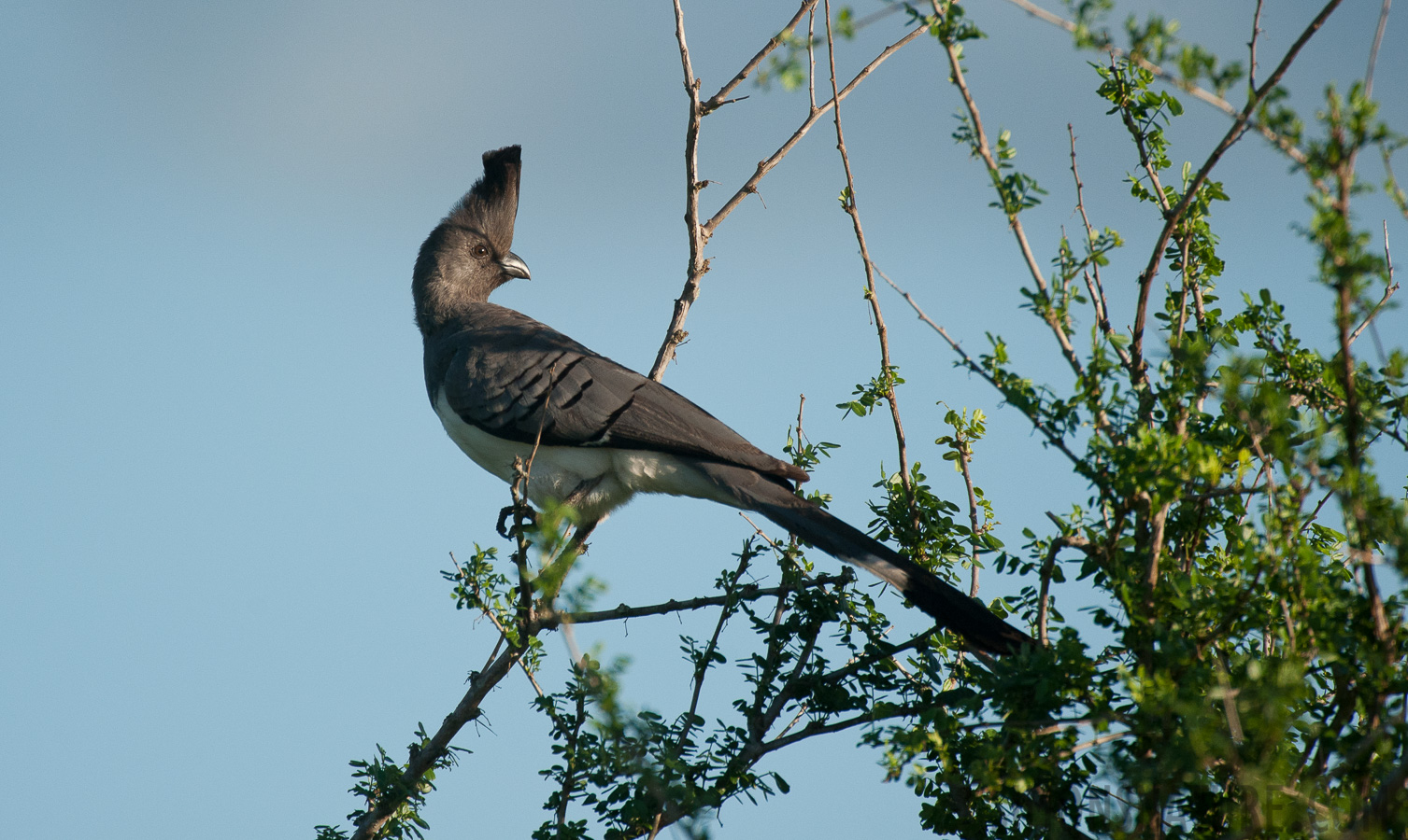 Corythaixoides leucogaster [550 mm, 1/3200 sec at f / 6.3, ISO 1000]